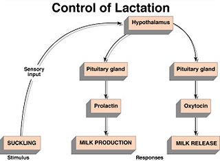 lactation